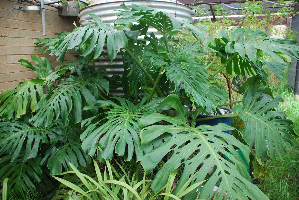 Монстера Пертусум