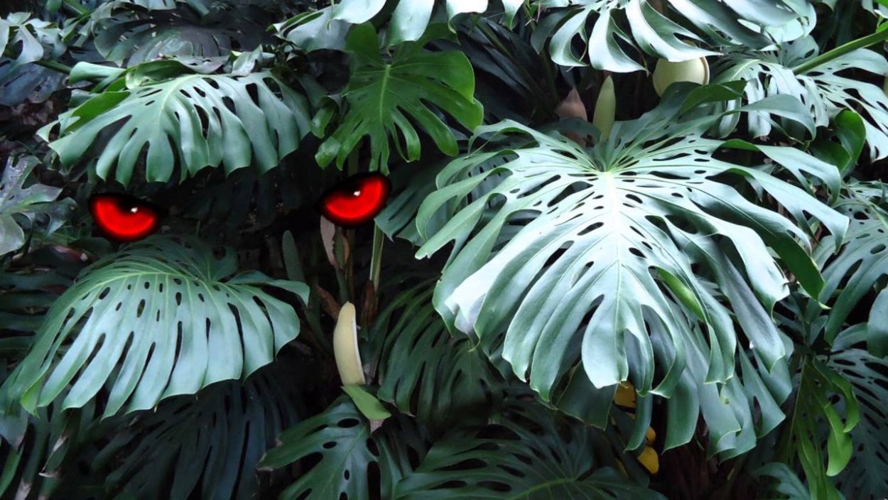 Монстера крупнолистная