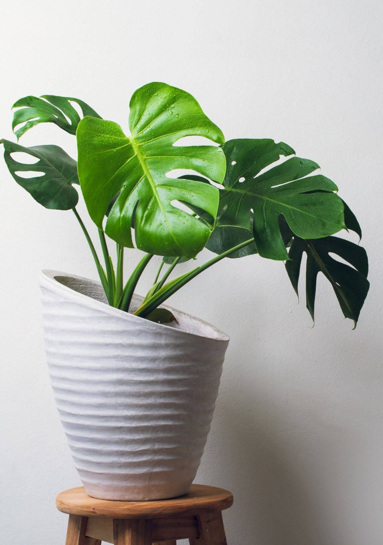 Монстера крупнолистная