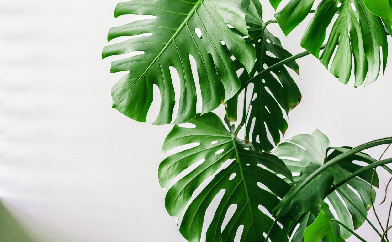 Монстера деликатесная лист