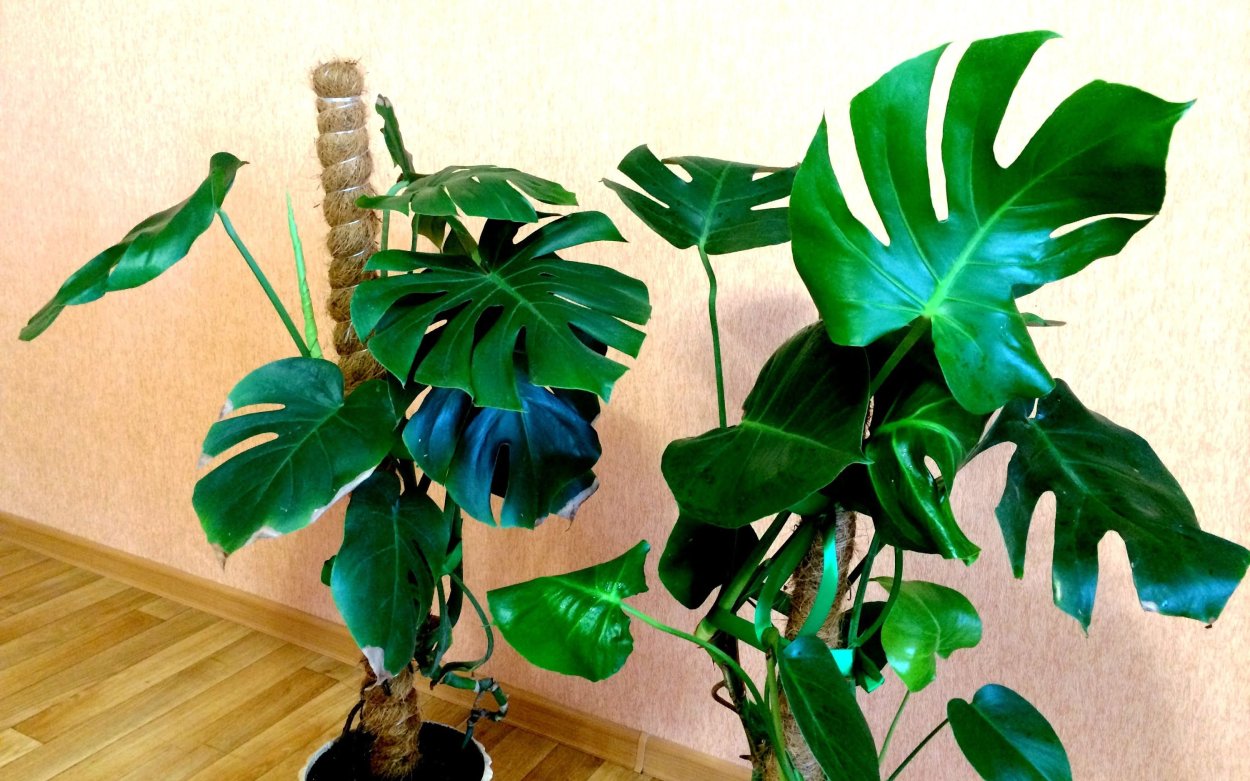 Монстера Лиана вьющаяся