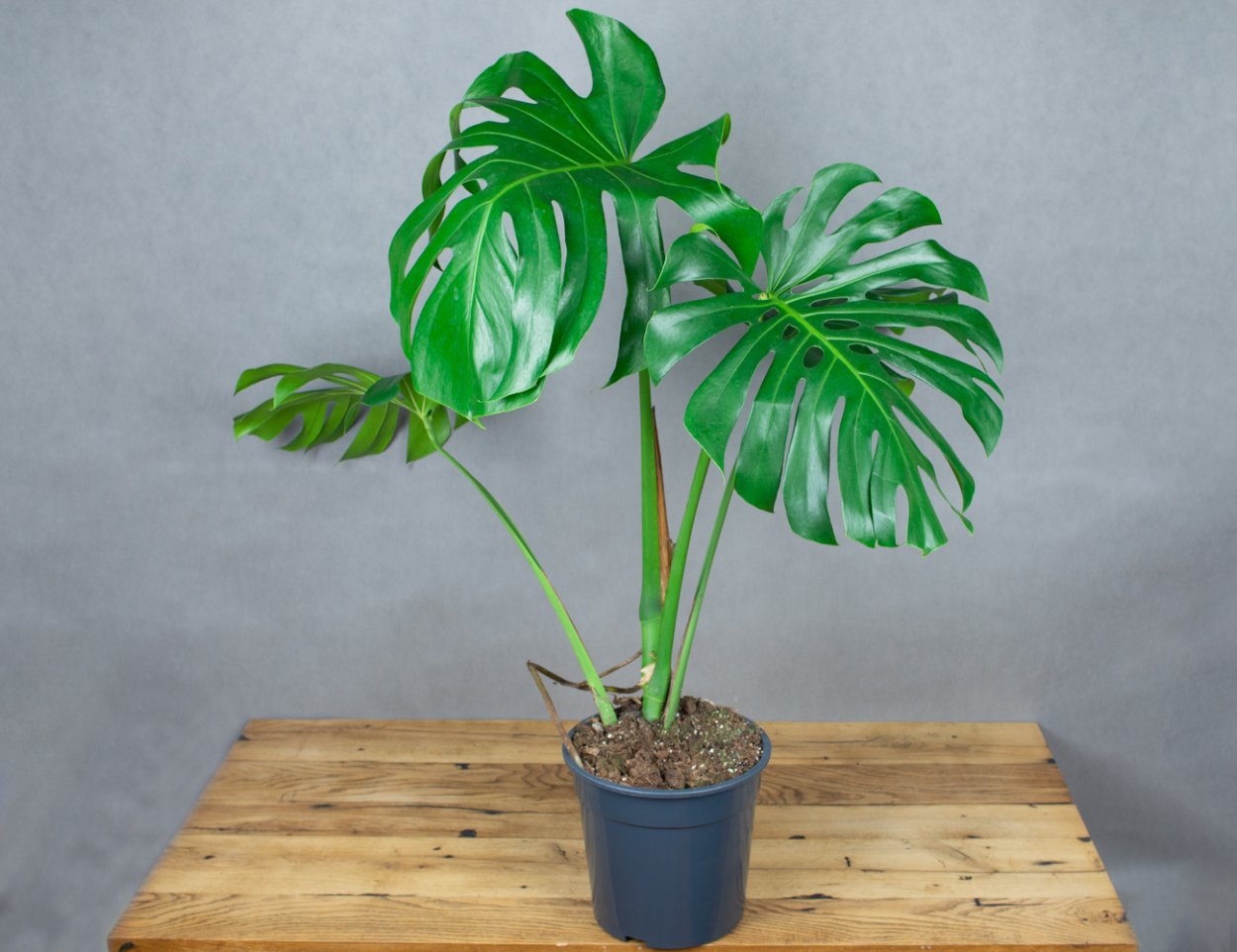 Два ботаника