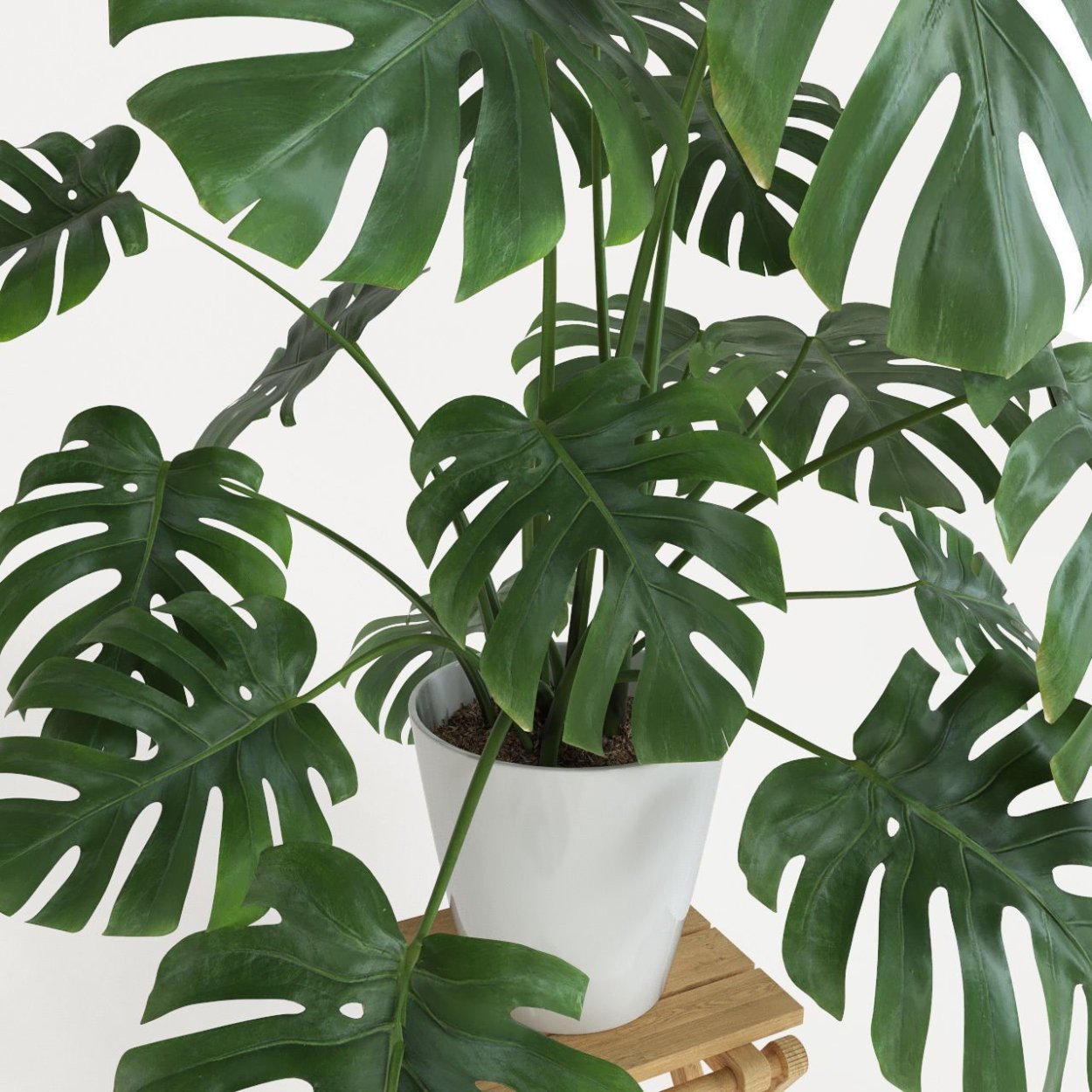 Монстера Делициоза (Monstera deliciosa)