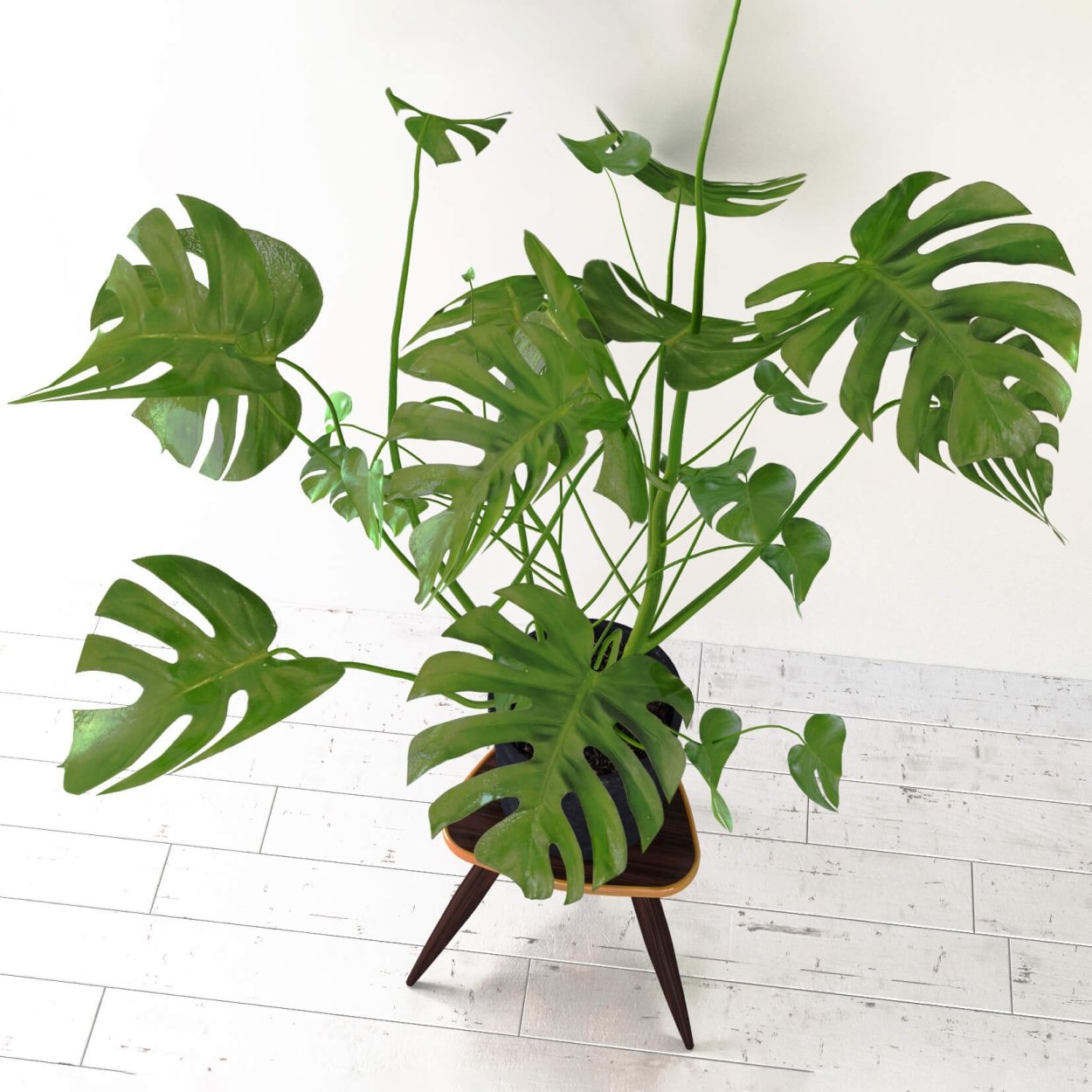 Монстера крупнолистная