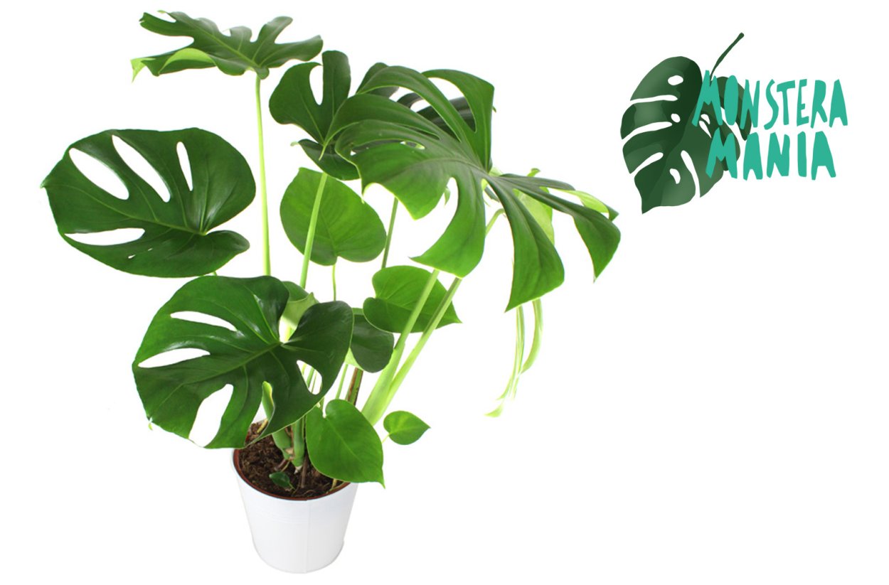 Монстера Адансона обликва