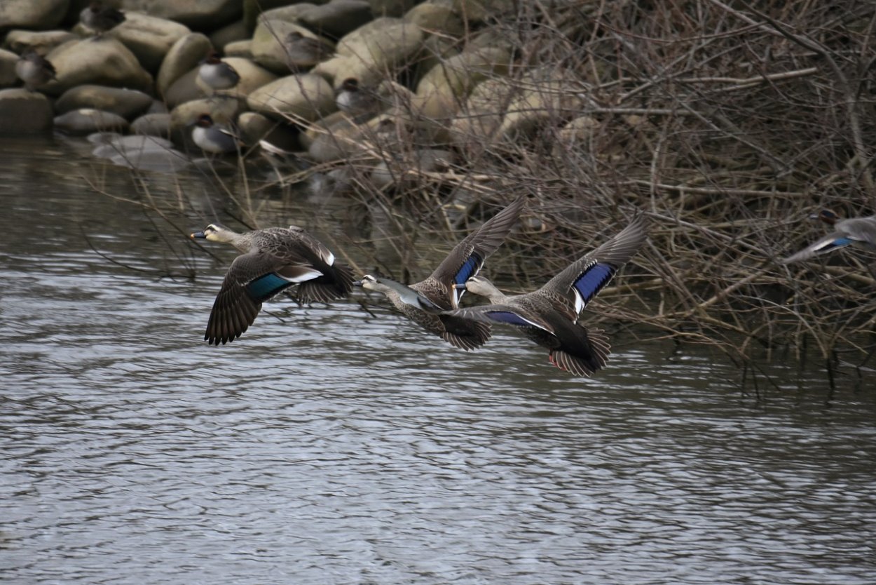 Водоплавающая дичь