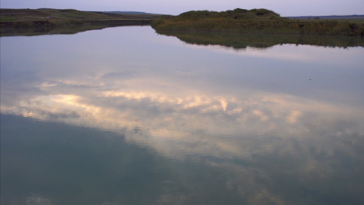 Растения реки Егорлык Ставропольского края-