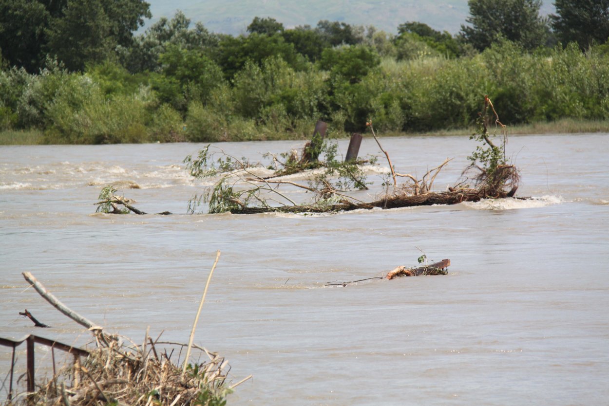 Растения белого озера