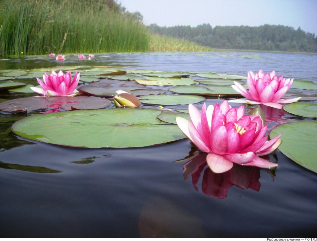 Лотосовые поля в Калмыкии