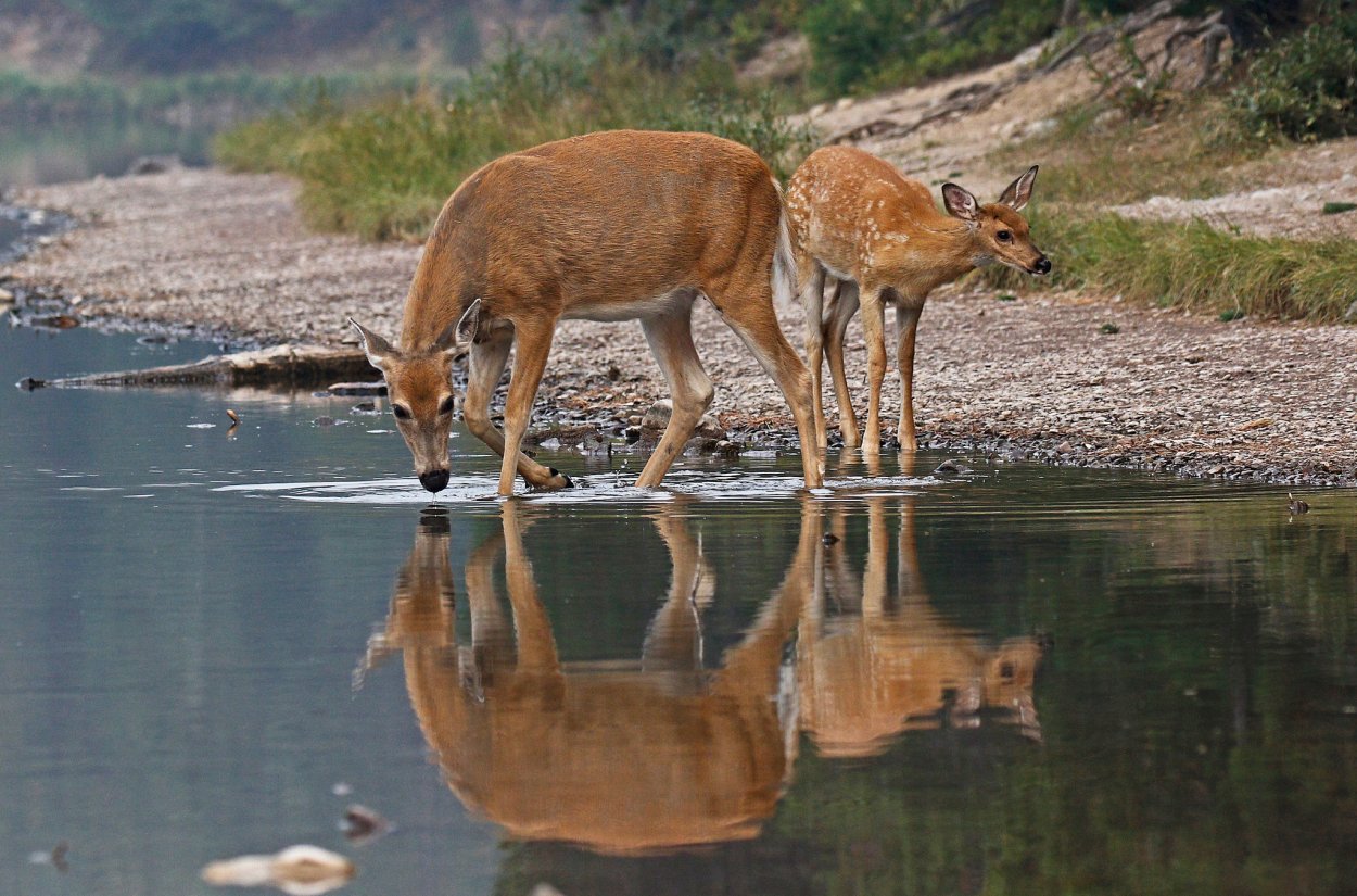 Олень пьет воду