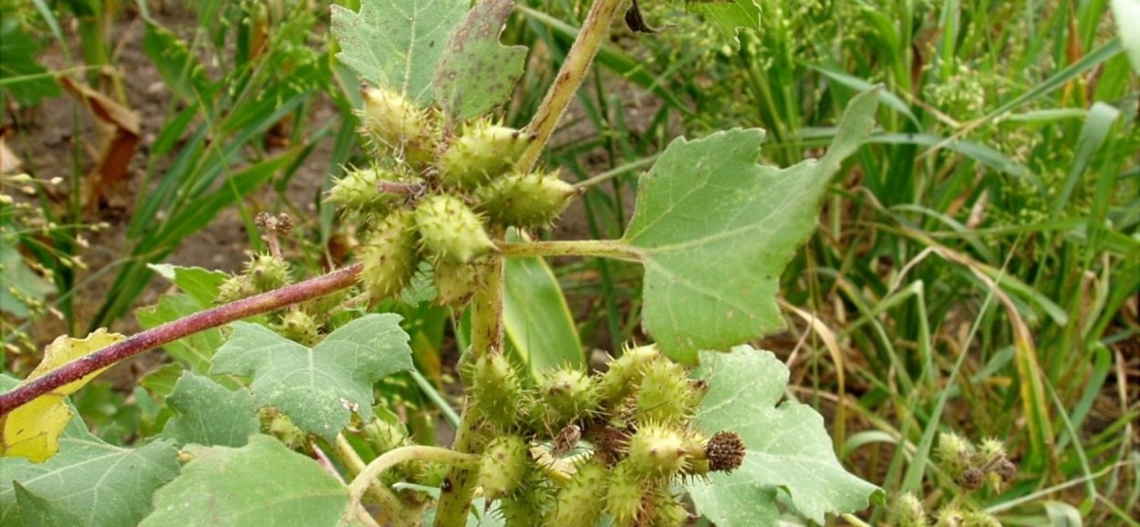 Дурнишник калифорнийский