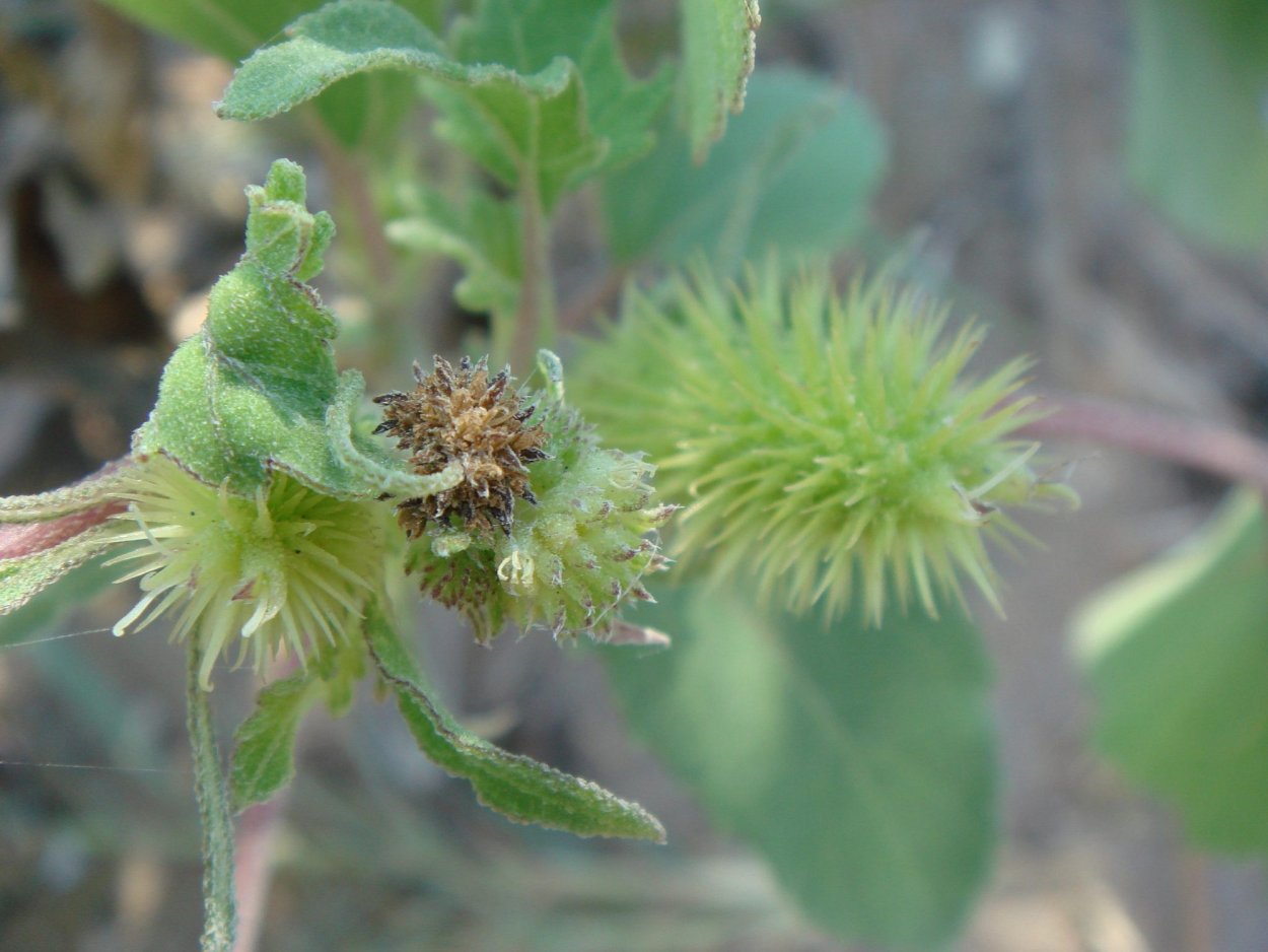 Дурнишник зобник