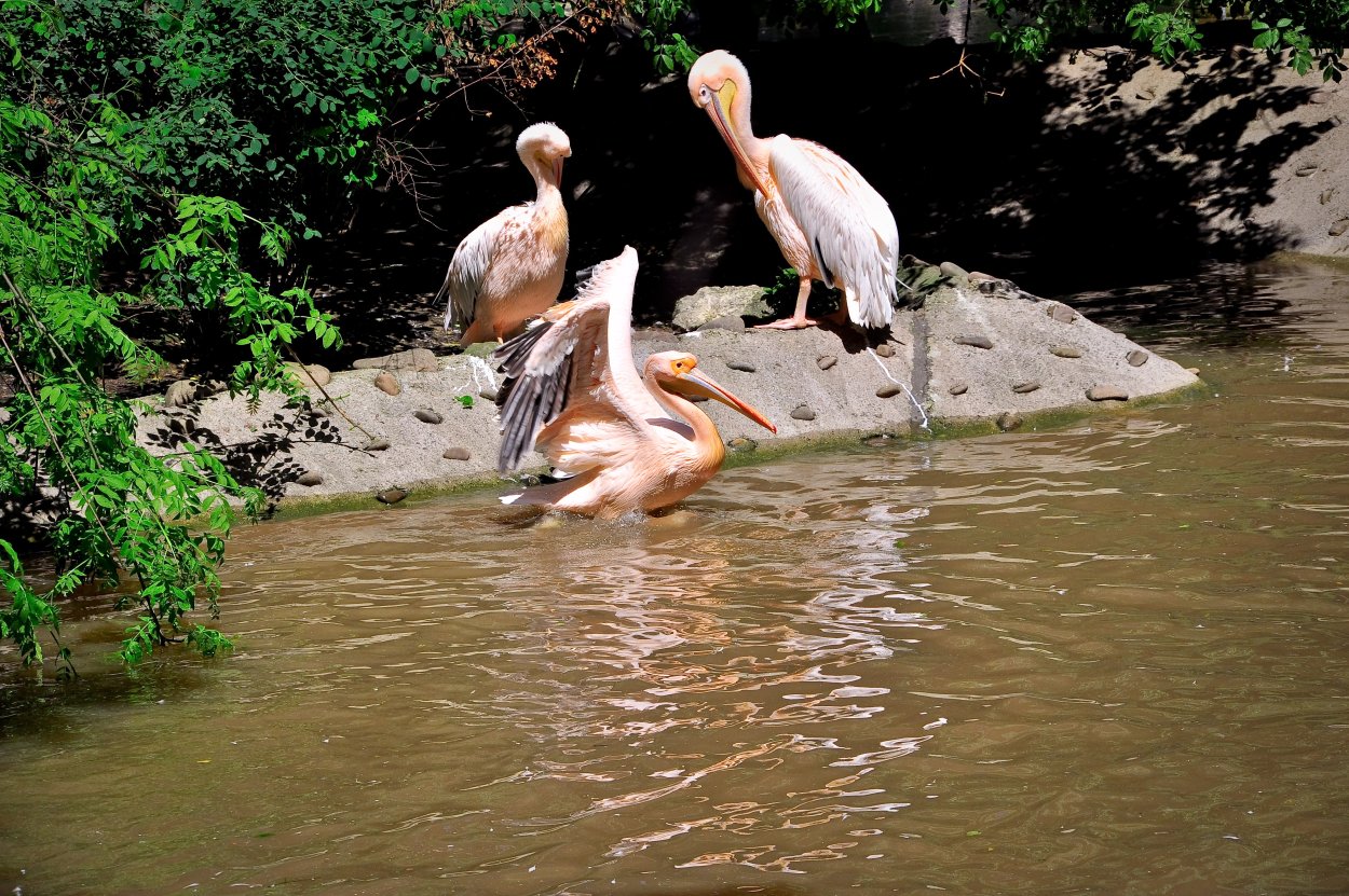 Растения и животные реки белой
