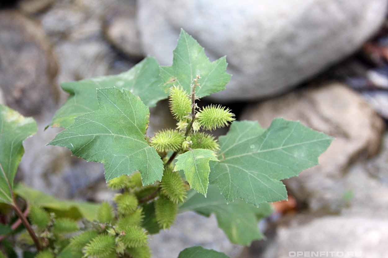 Дурнишник зобовидный
