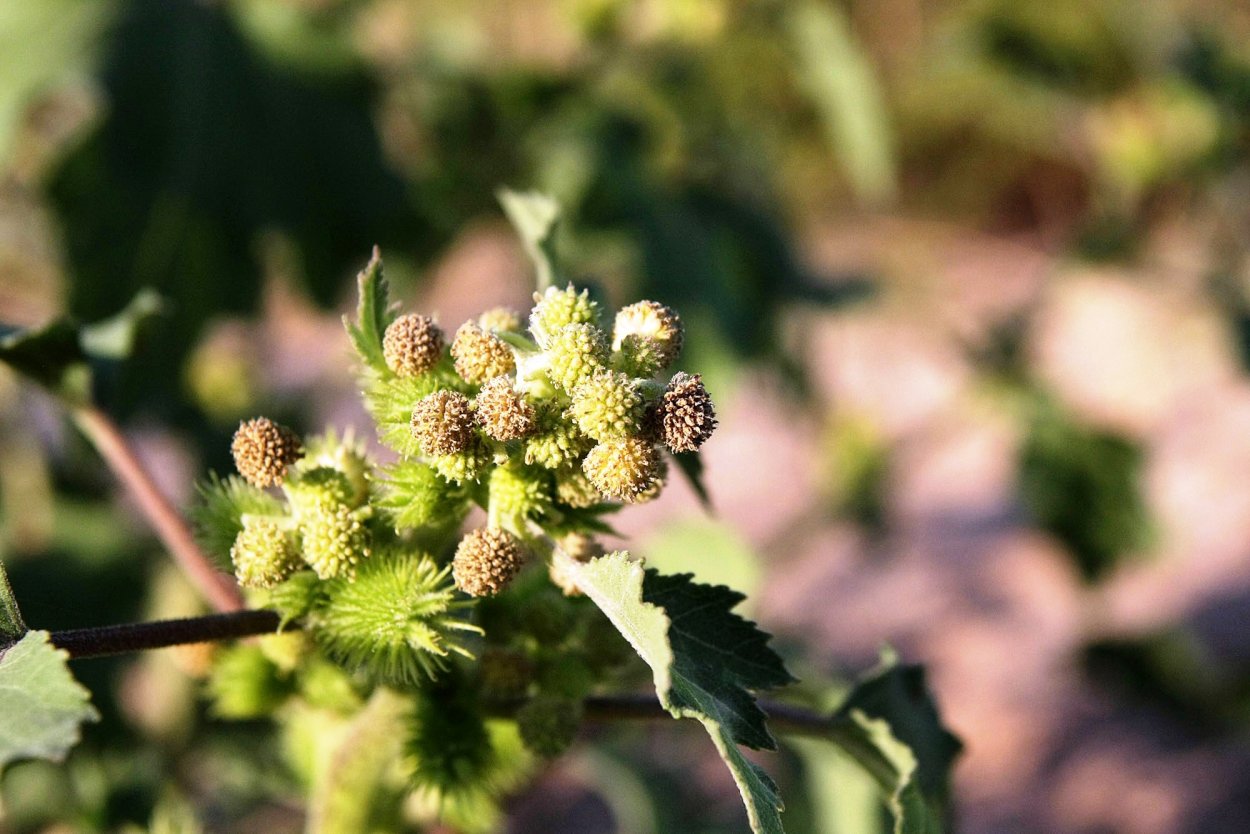 Дурнишник зобник