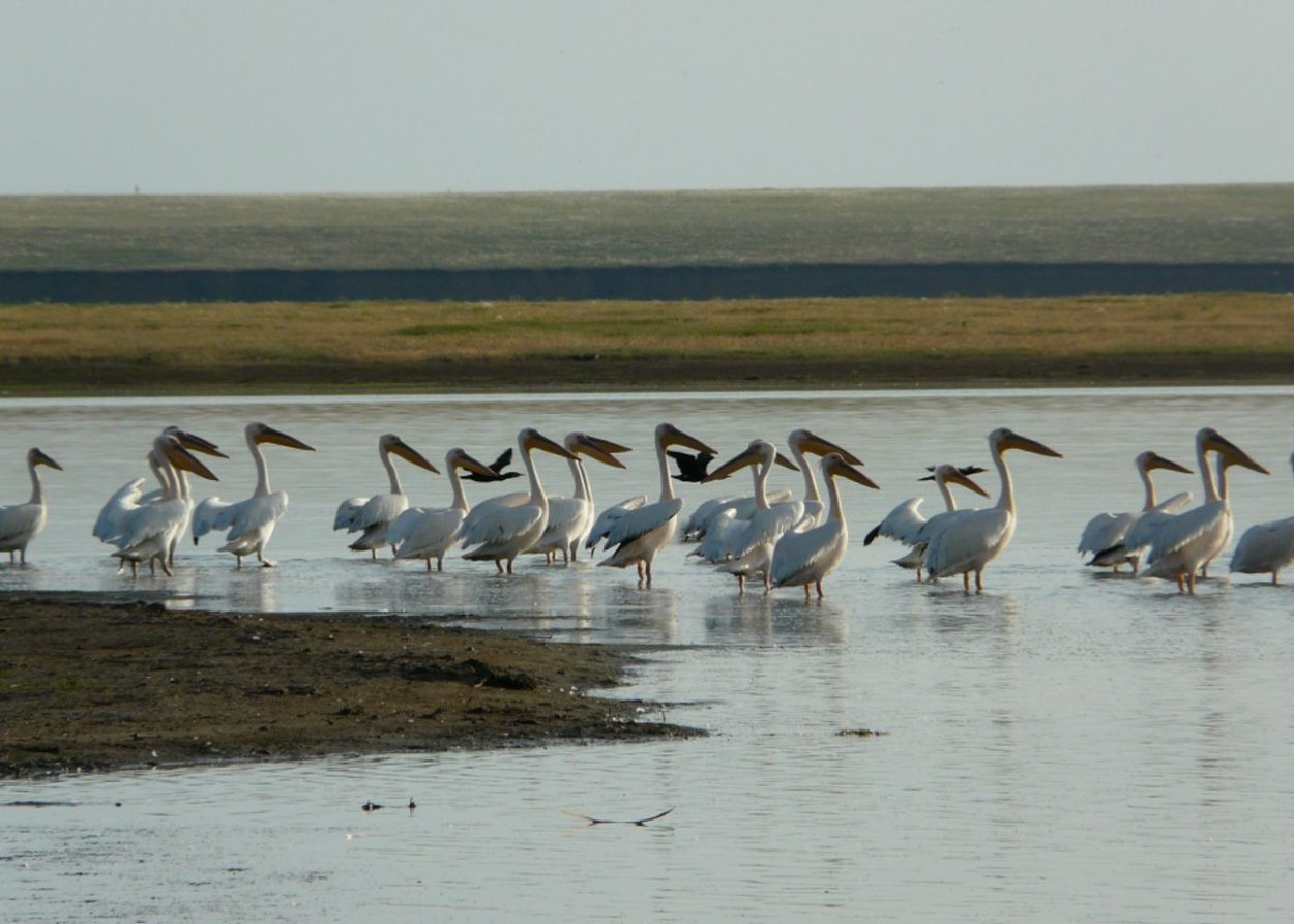 Лягушка на кувшинке