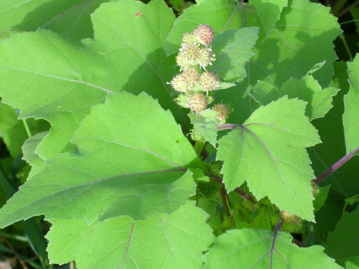 Xanthium strumarium