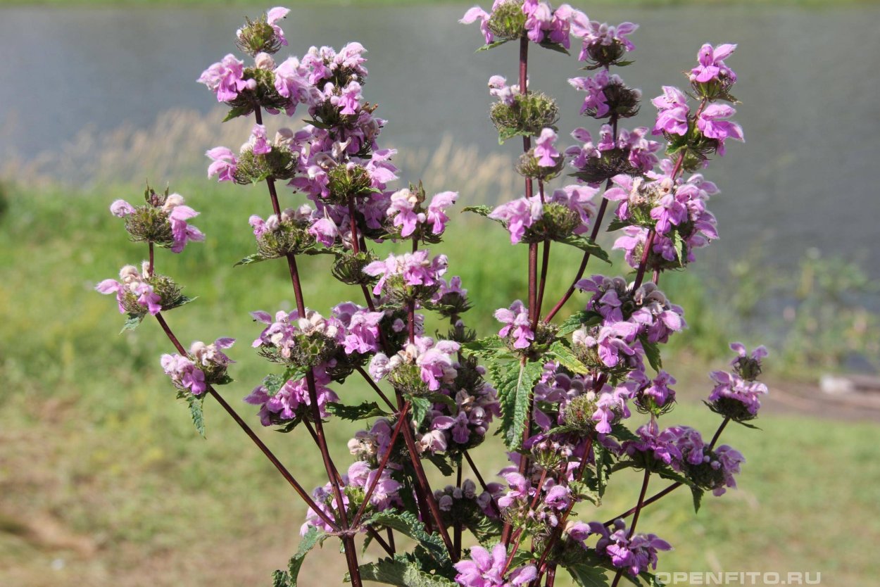 Зопник клубненосный (Phlomis tuberosa)