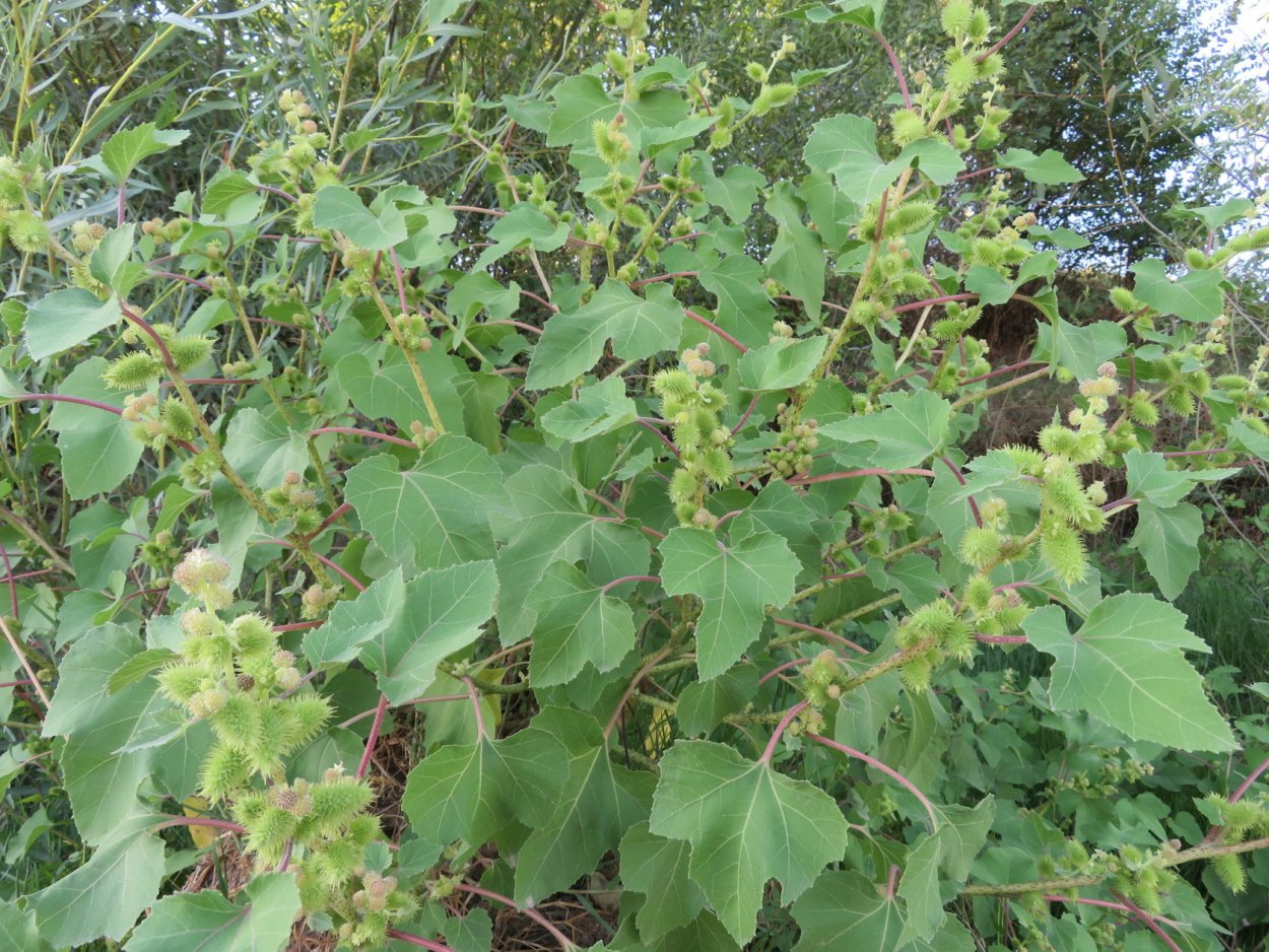 Трава зопник лечебные свойства