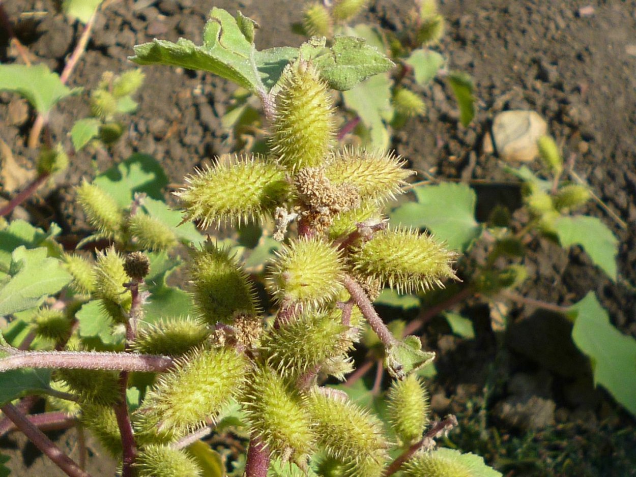 Дурнишник обыкновенный