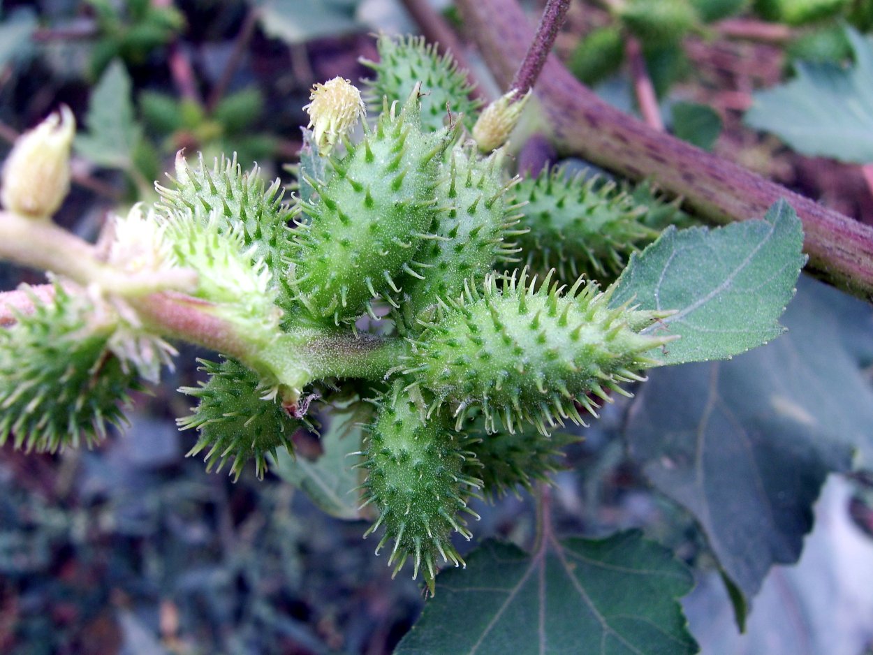 Дурнишник Xanthium strumarium