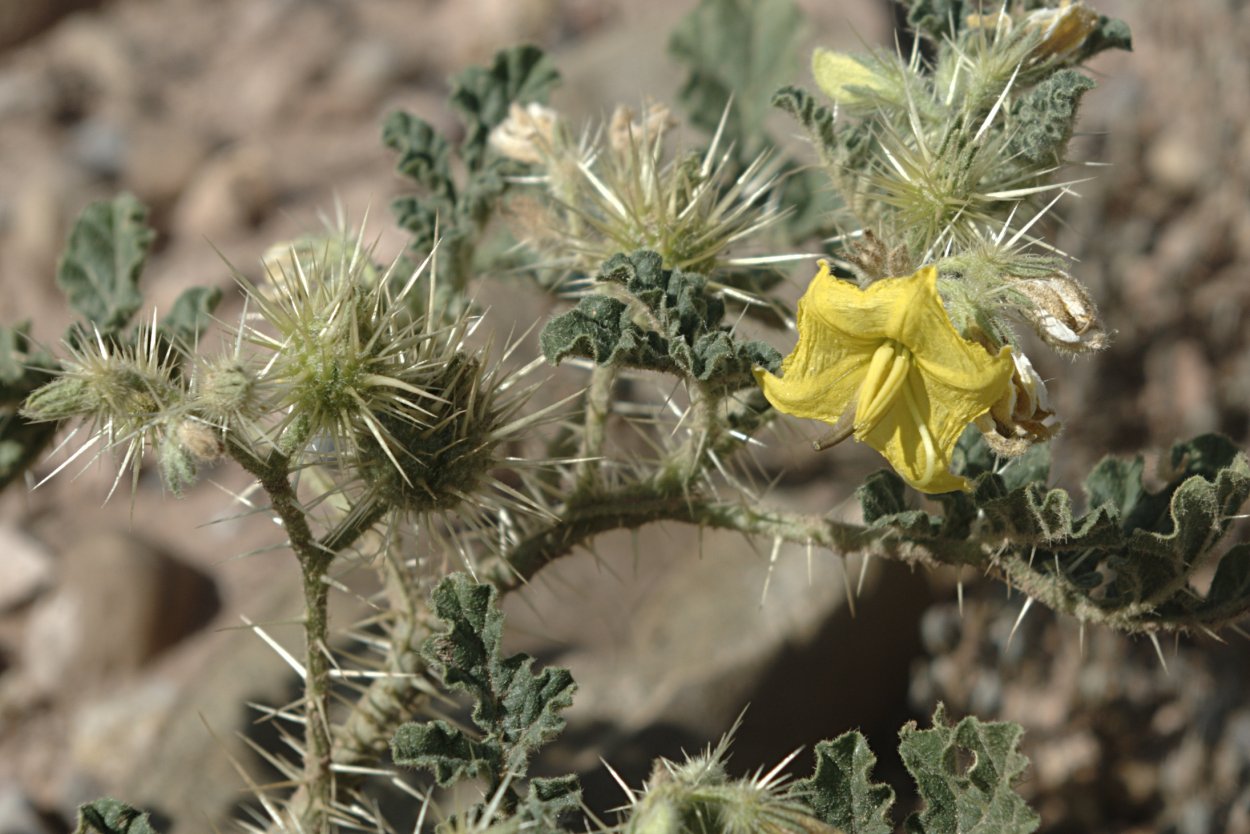 Зобник растение