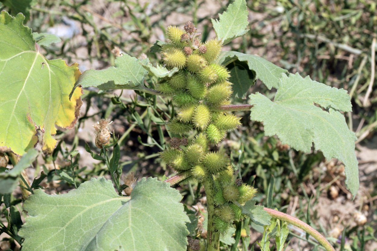 Дурнишник Xanthium