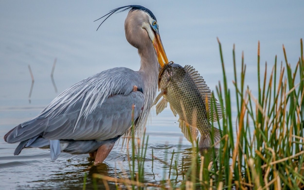 Озеро Маныч Гудило Калмыкия