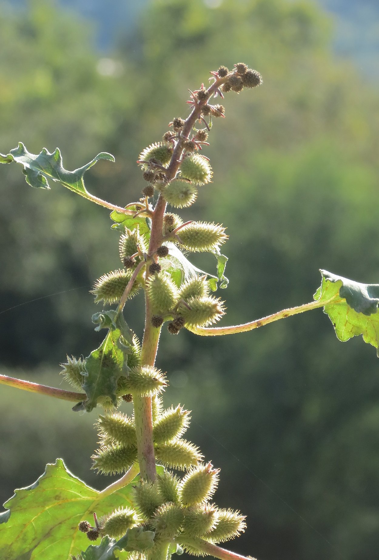 Дурнишник обыкновенный