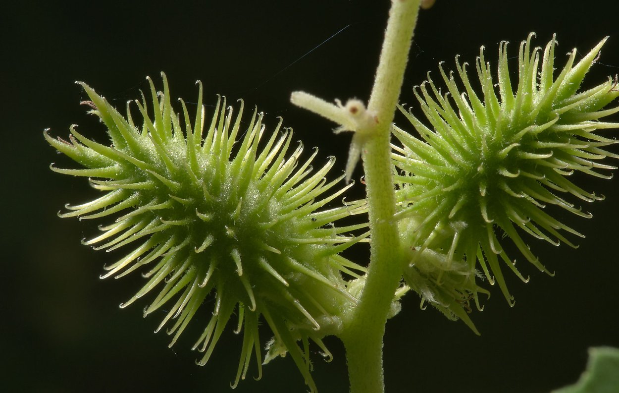 Репейник медонос