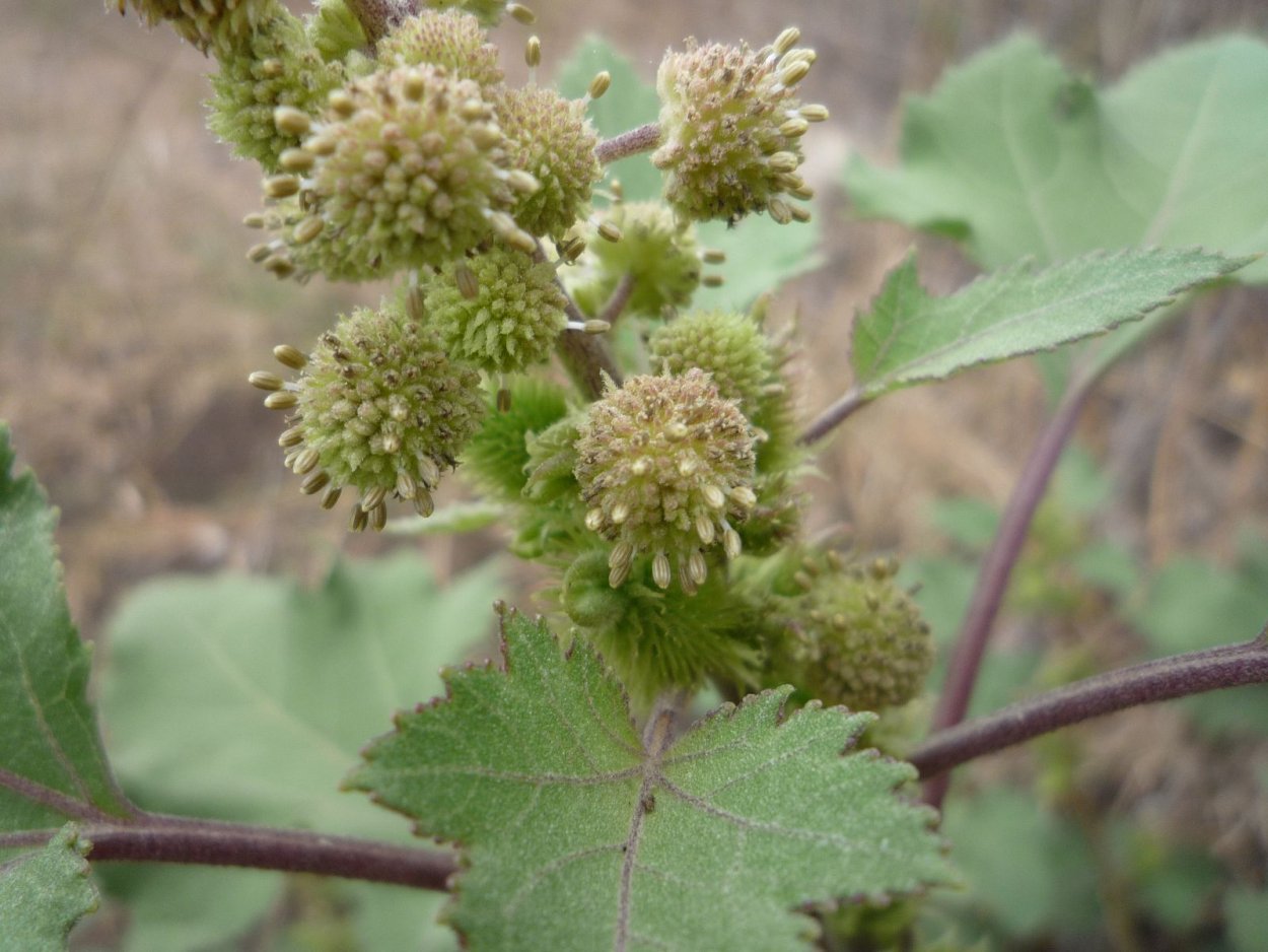 Дурнишник обыкновенный