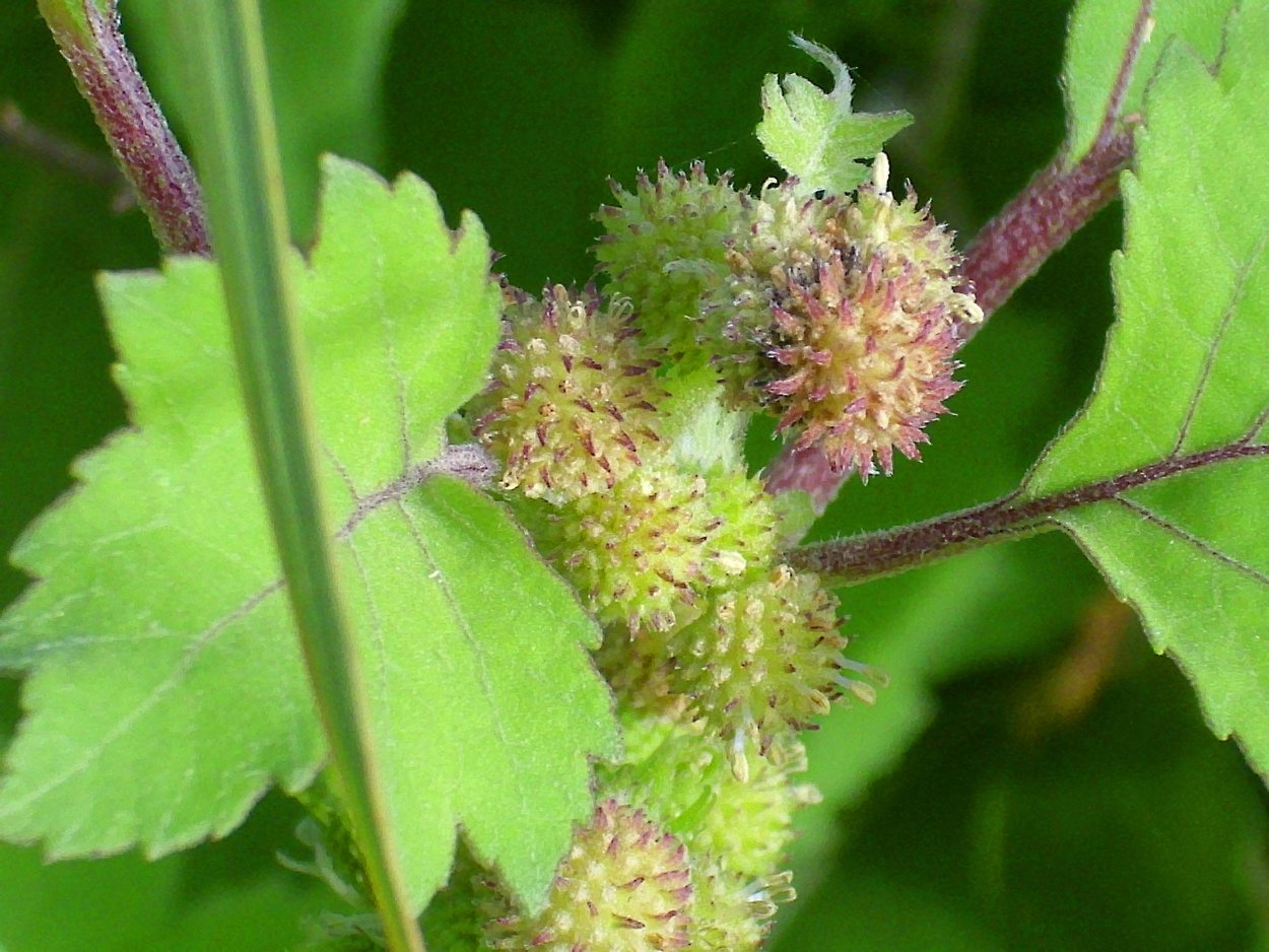 Дурнишник зобник