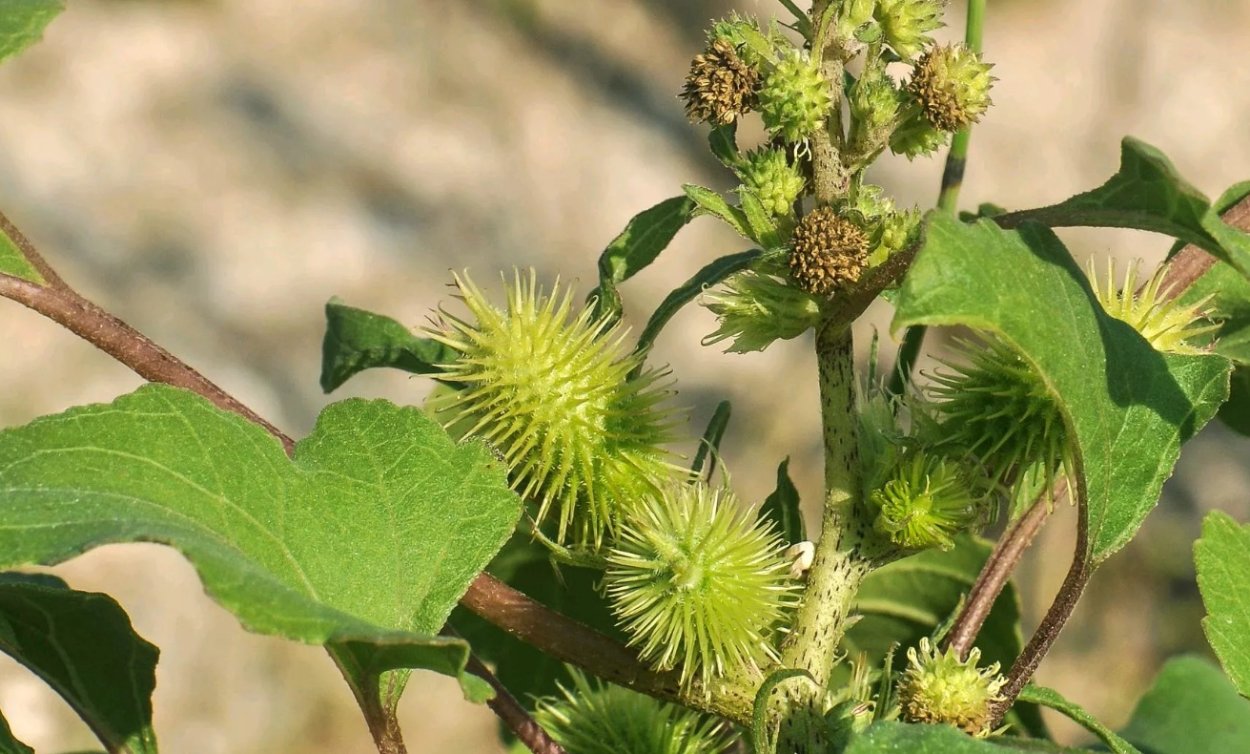 Дурнишник обыкновенный
