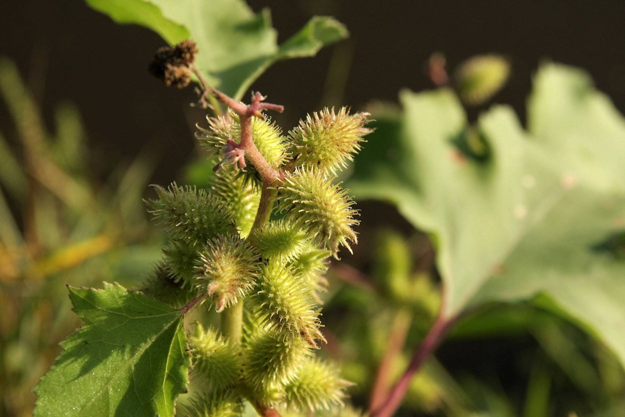 Дурнишник обыкновенный (зобовидный)