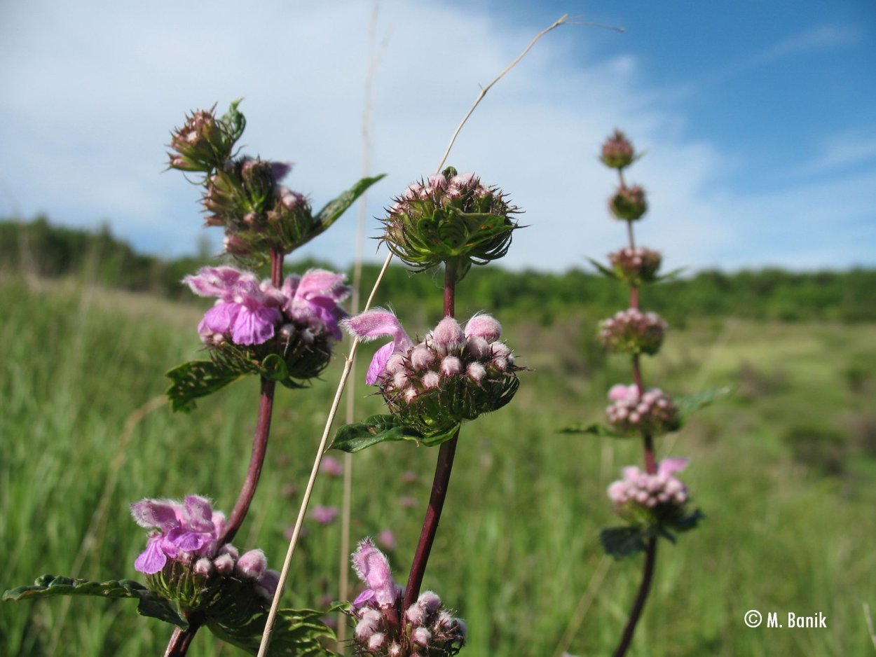 Дурнишник колючий, игольчатый