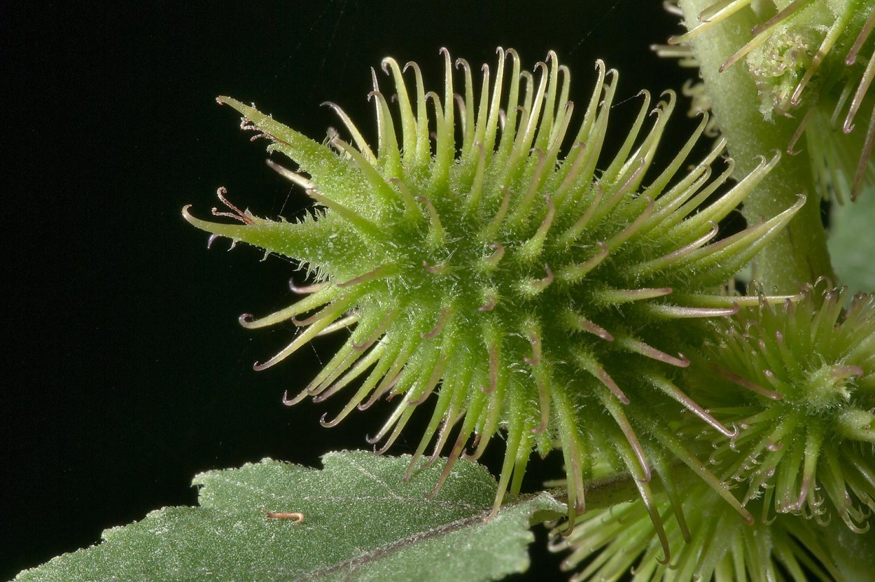 Дурнишник эльбский