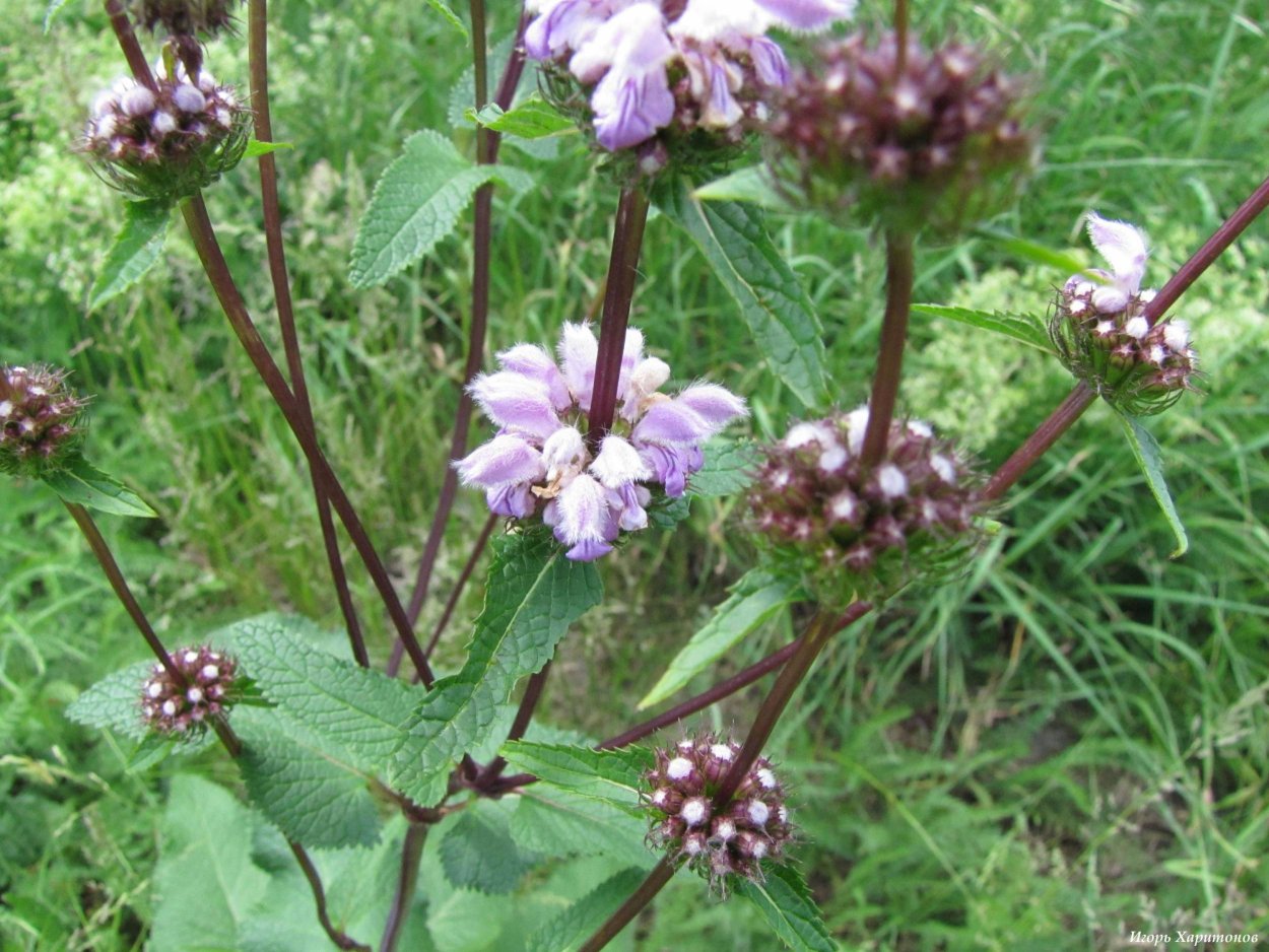 Дурнишник обыкновенный