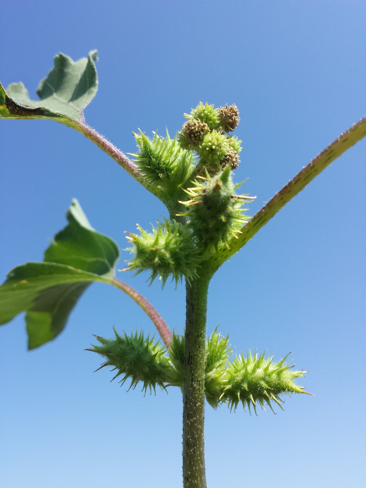 Лопух большой Arctium Lappa