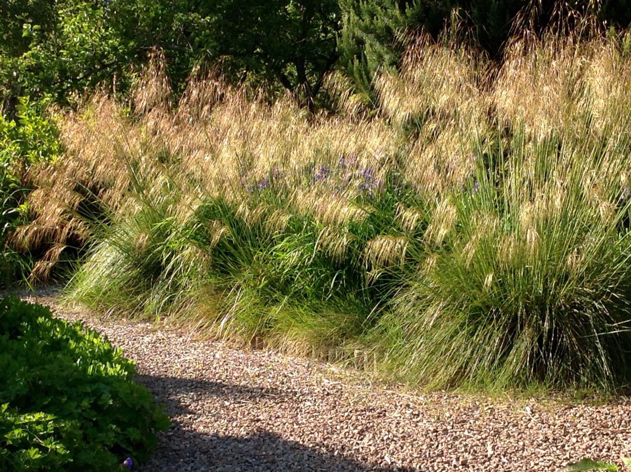 Stipa gigantea