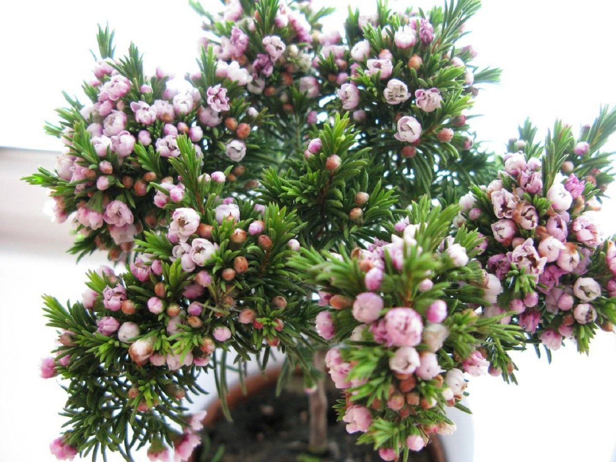 Хамелациум восковой Мирт