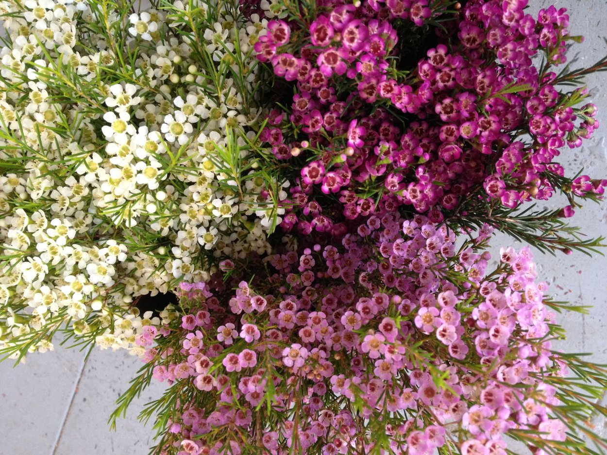 Хамелациум Сара Делайт