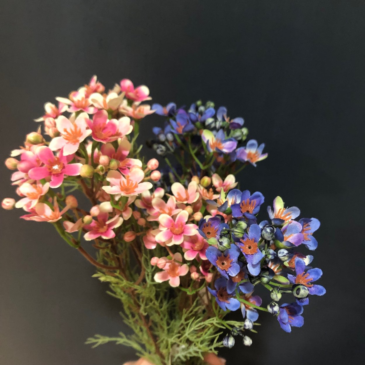 Ваксфлауэр цветок