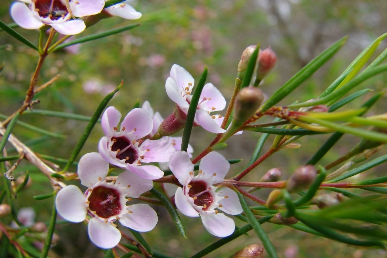 Хамелациум Мунлайт Делайт