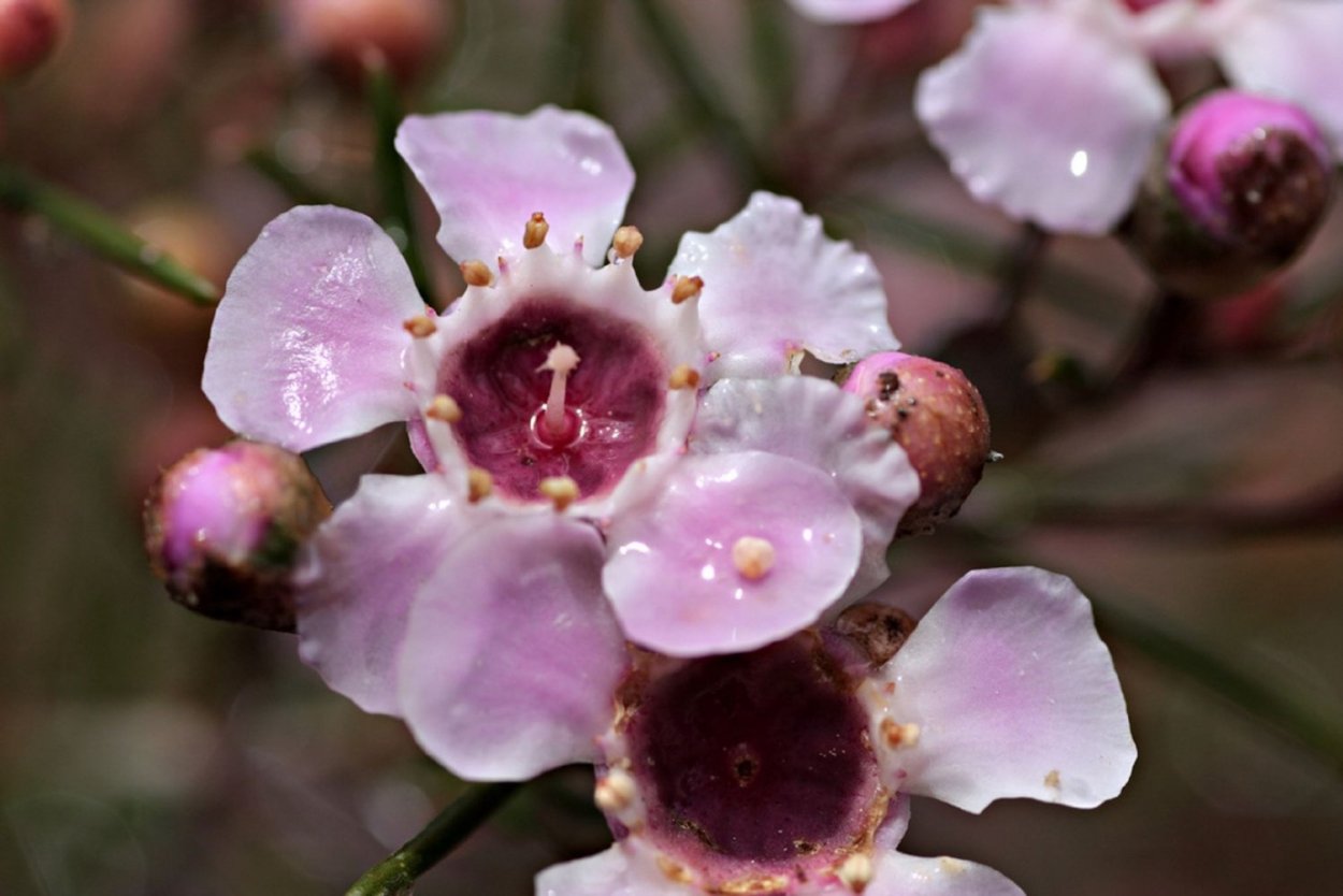 Хамелациум Ротем