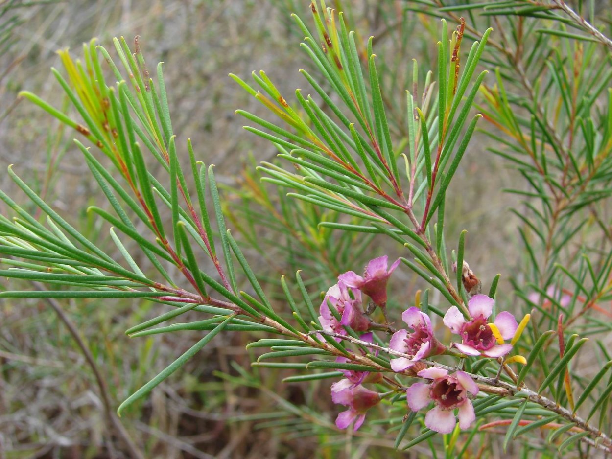 Хамелациум Дарвиния