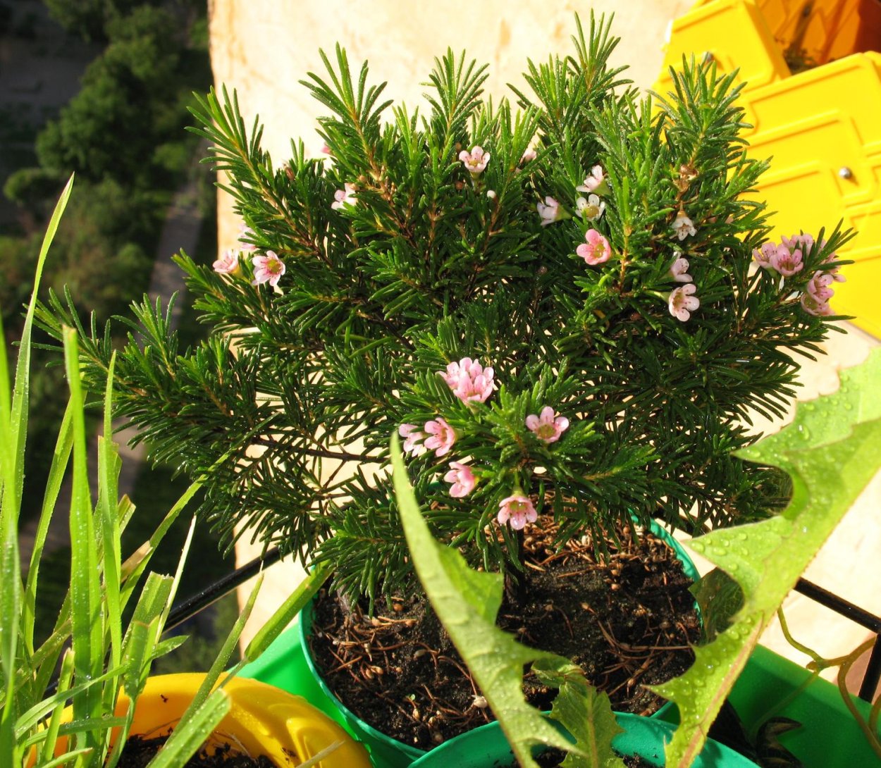 Хамелациум 60см