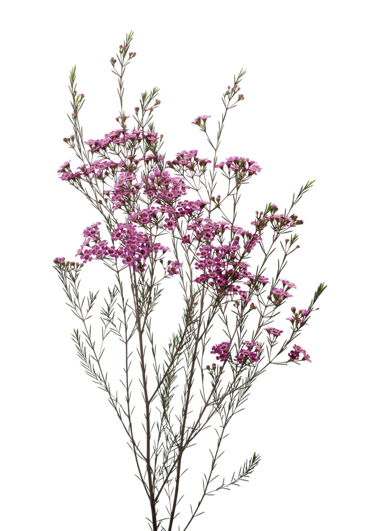 Хамелациум Ади