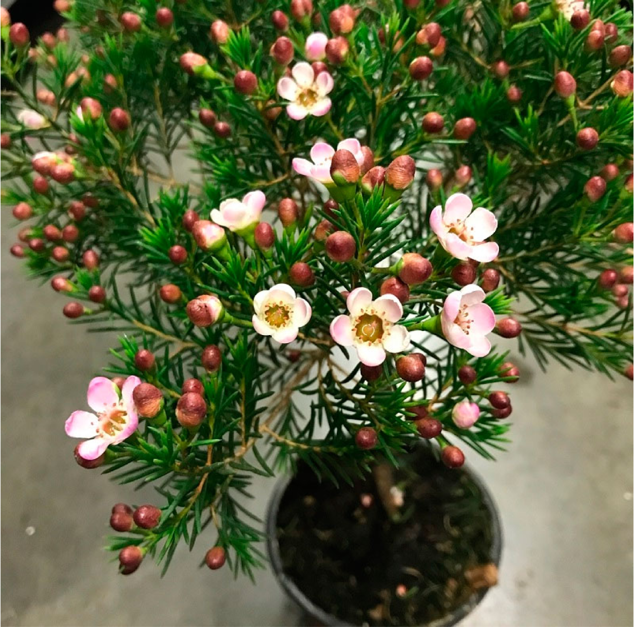 Хамелациум восковой Мирт