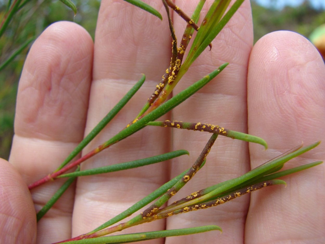 Укоренение хамелациума