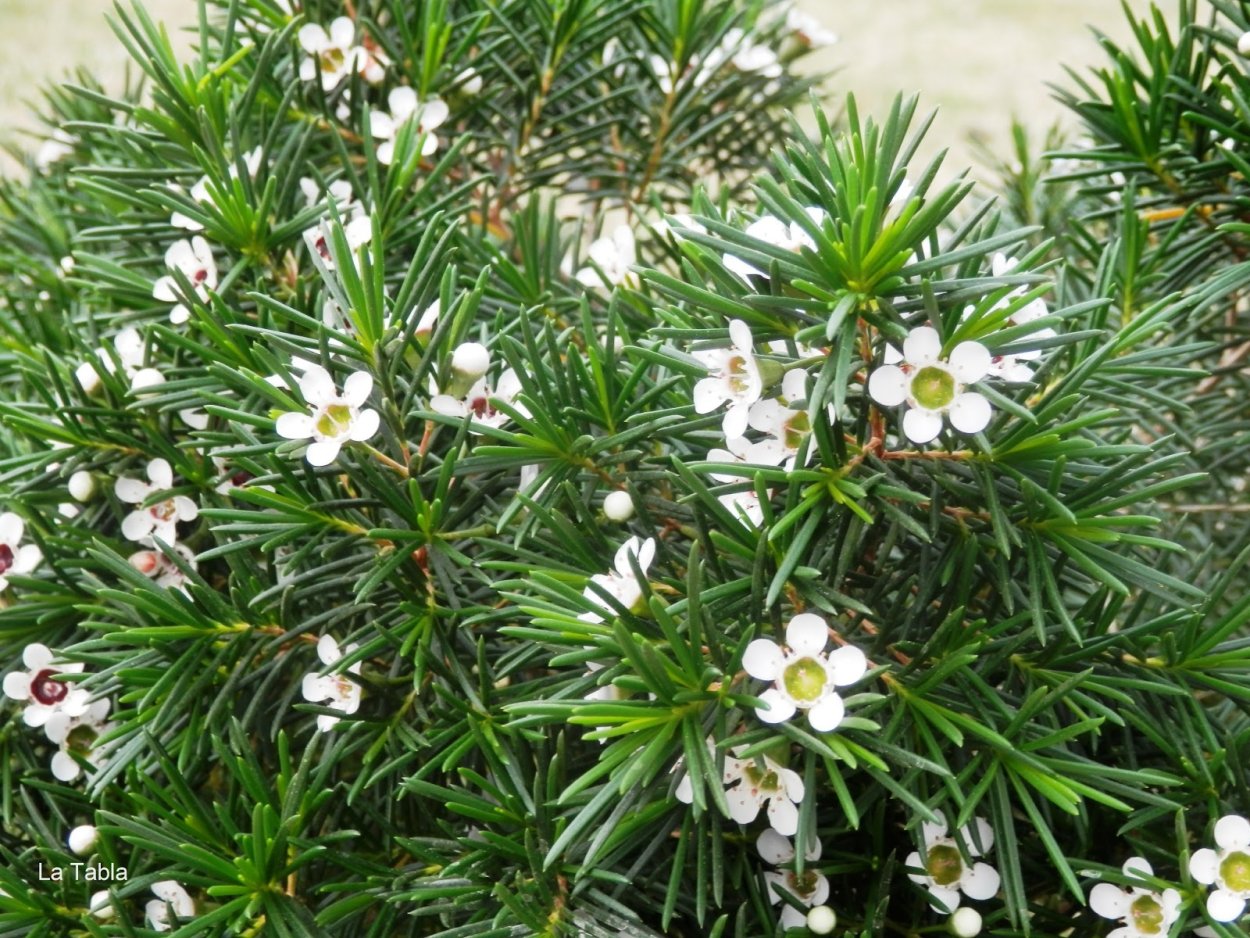 Хамелациум Дарвиния